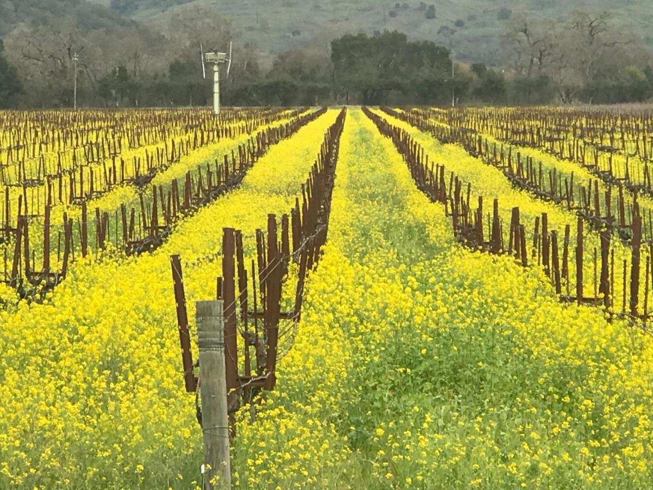 Chardonnay Lodge Napa Bagian luar foto