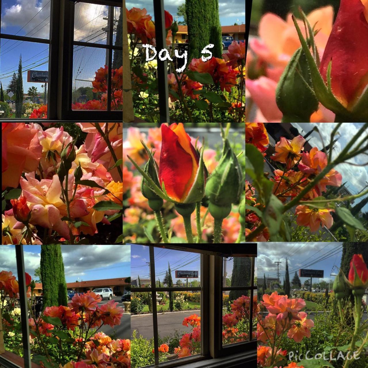 Chardonnay Lodge Napa Bagian luar foto